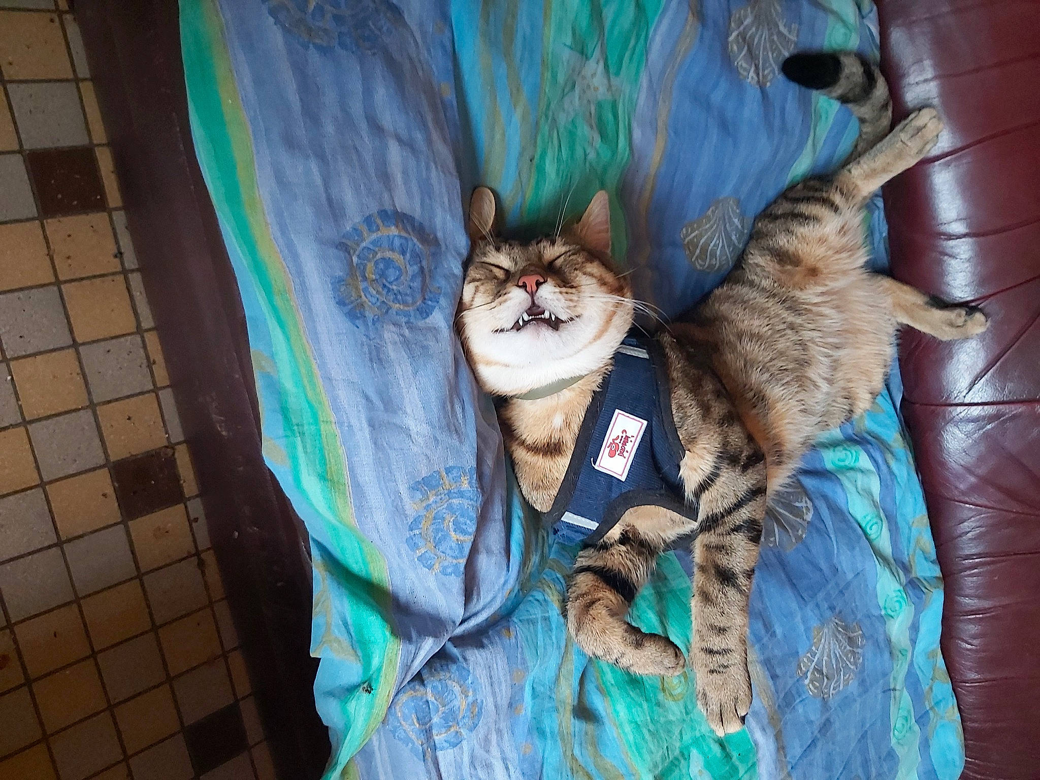 Tigrou participe au concours pour gagner de l'argent avec cette photo : aegean_cat, blue, carnivore, cat, domestic_short_haired_cat, european_shorthair, felidae, fur, kitten, ojos_azules, small_to_medium_sized_cats, tail, textile, whiskers