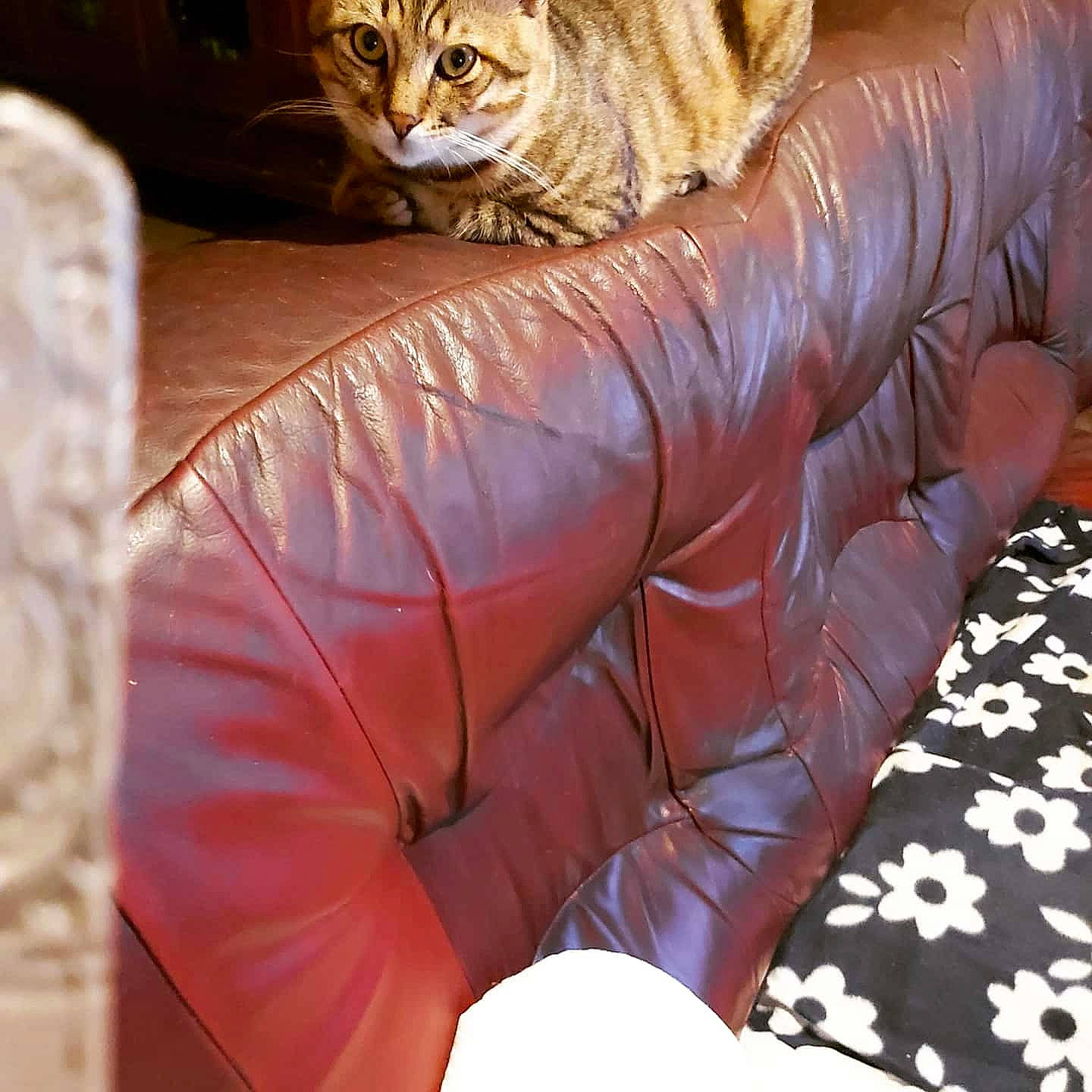 Tigrou participe au concours pour gagner de l'argent avec cette photo : asian, carnivore, cat, comfort, couch, domestic_short_haired_cat, european_shorthair, fawn, felidae, finger, fur, hand, leg, mammal, pixie_bob, small_to_medium_sized_cats, tabby_cat, thigh, whiskers