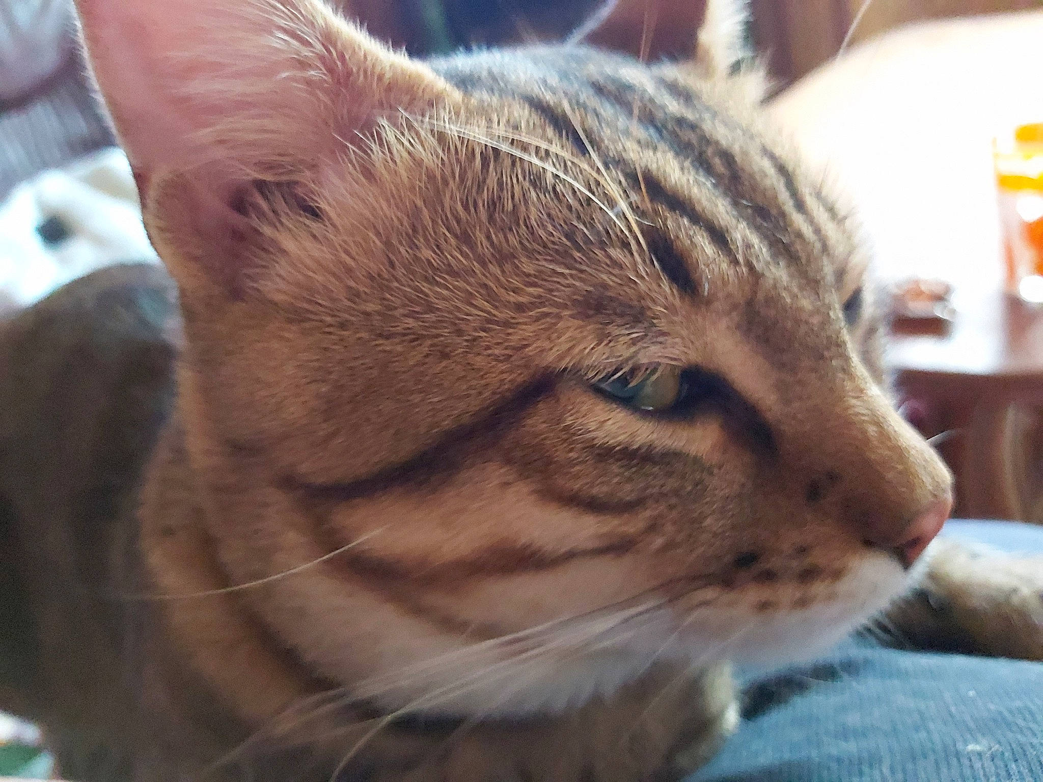 Tigrou participe au concours pour gagner de l'argent avec cette photo : aegean_cat, american_shorthair, asian, bengal, carnivore, cat, close_up, domestic_short_haired_cat, dragon_li, ear, european_shorthair, eye, felidae, fur, mammal, nose, small_to_medium_sized_cats, snout, tabby_cat, whiskers