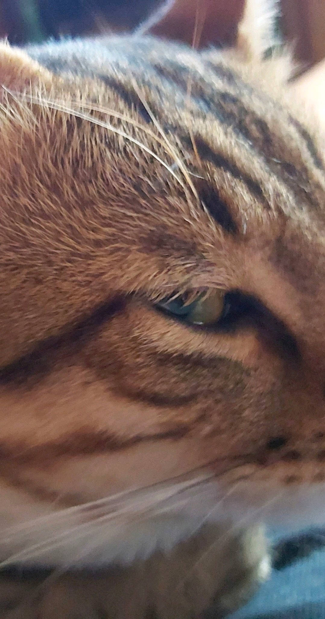 Tigrou a rejoint le concours — aidez-le/la à gagner de superbes lots ! carnivore, cat, close_up, ear, eye, fawn, felidae, fur, iris, nose, organ, photography, skin, small_to_medium_sized_cats, snout, tabby_cat, whiskers, wildlife