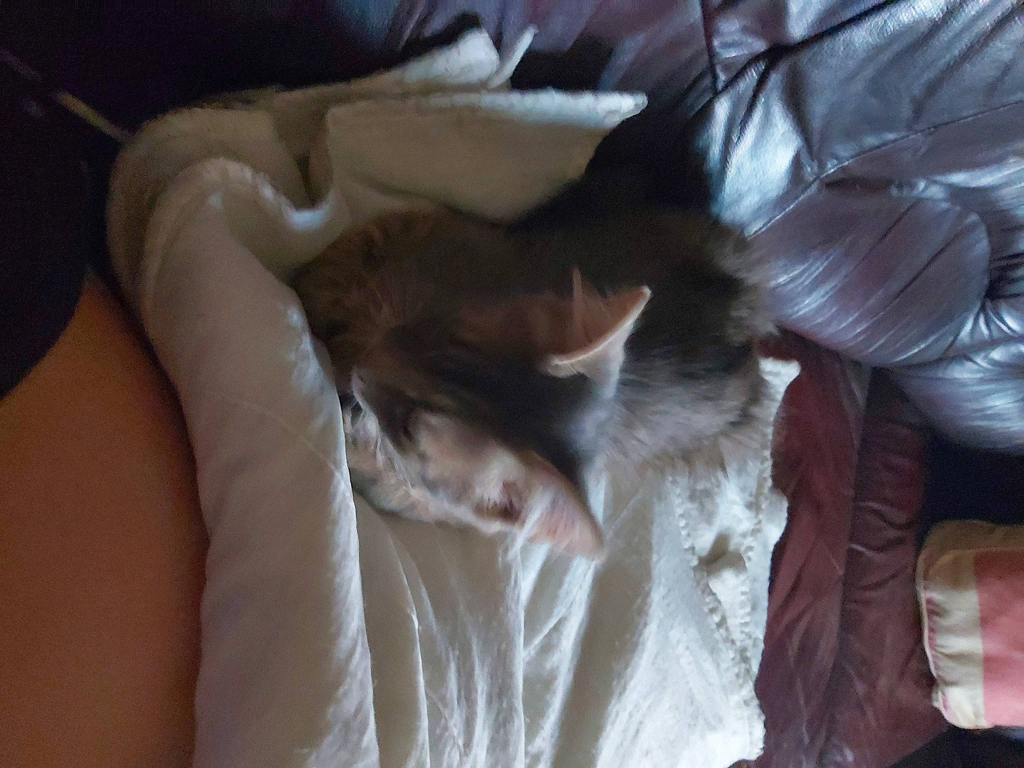 Prince a rejoint le concours — aidez-le/la à gagner de superbes lots ! cat, ear, fawn, felidae, fur, hand, muscle, skin, small_to_medium_sized_cats, whiskers