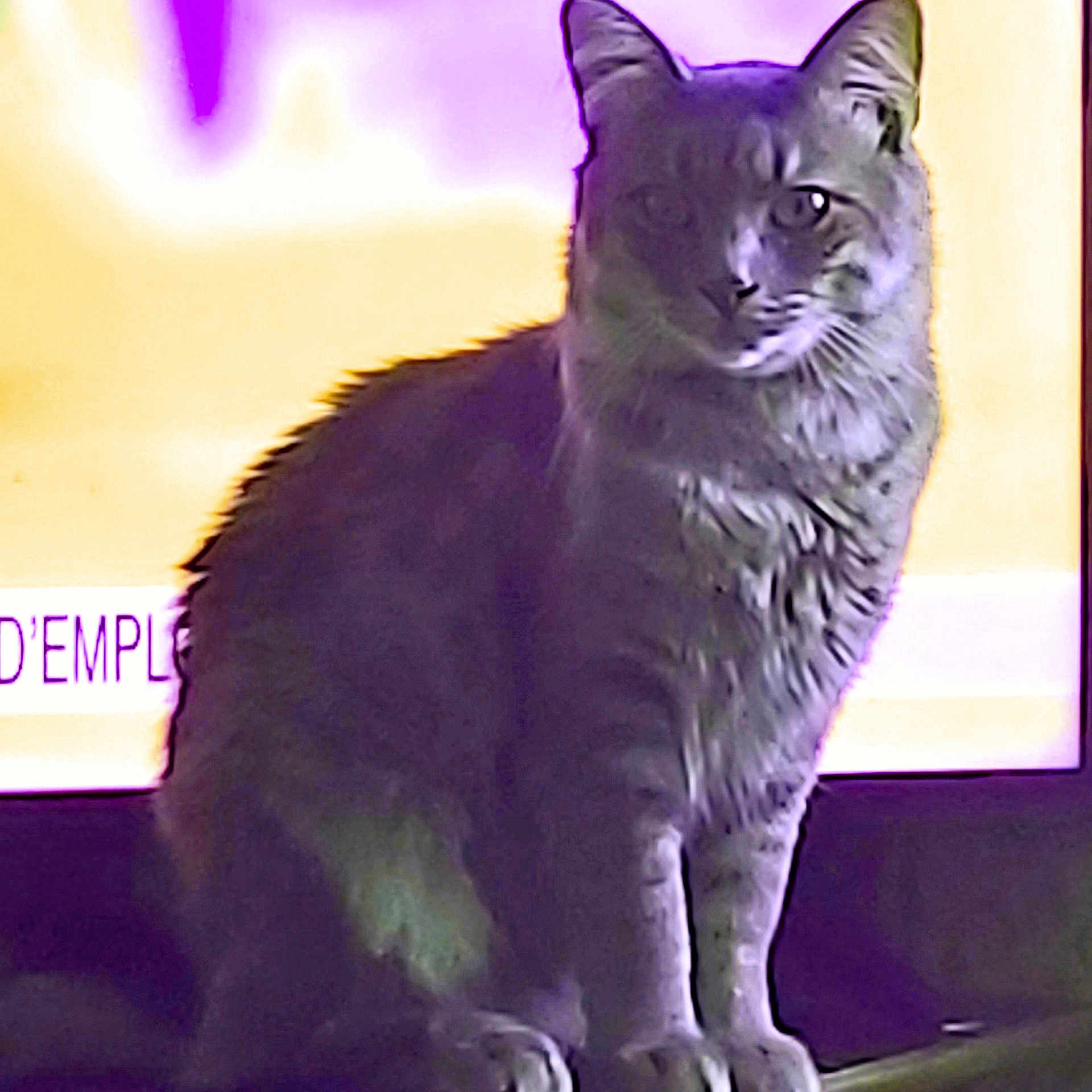 Prince
