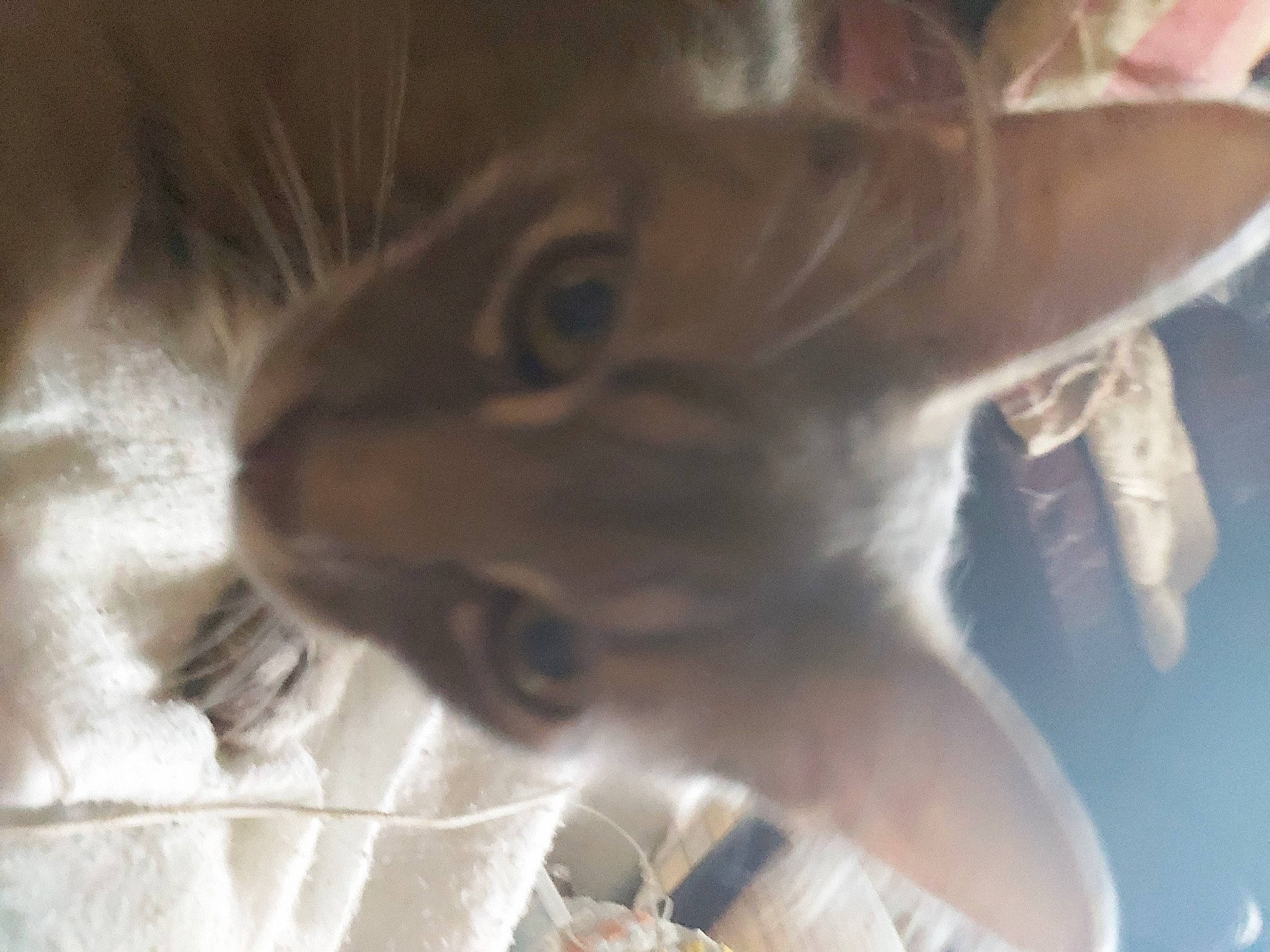 Prince participe au concours pour gagner de l'argent avec cette photo : fawn, snout, whiskers