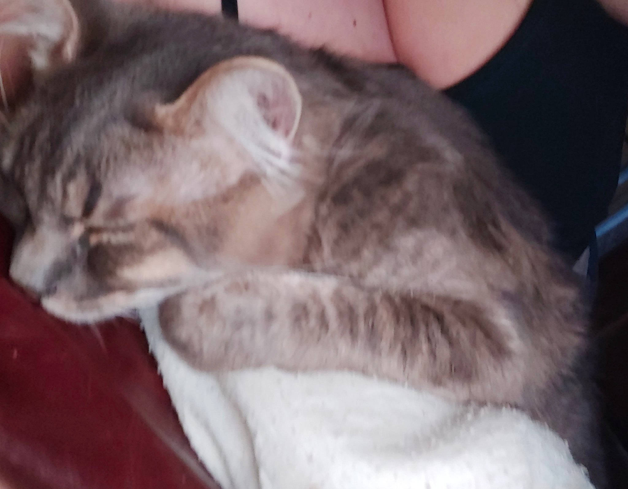 Prince a rejoint le concours — aidez-le/la à gagner de superbes lots ! american_curl, asian, carnivore, cat, domestic_long_haired_cat, domestic_short_haired_cat, ear, european_shorthair, felidae, fur, kitten, mammal, nap, norwegian_forest_cat, siberian, skin, small_to_medium_sized_cats, snout, vertebrate, whiskers