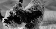 Louie Fitzgerald is registered to the contest to win money with this photo: dog, small_dog, pet, indoor, carpet, fur, ears, black_and_white, portrait, canine, animal, cute, fluffy, standing, close_up, texture, domestic, companion, soft_light, blurred_background