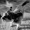 dog, small_dog, pet, indoor, carpet, fur, ears, black_and_white, portrait, canine, animal, cute, fluffy, standing, close_up, texture, domestic, companion, soft_light, blurred_background