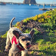 Louie Fitzgerald is registered to the contest to win money with this photo: dog, small_dog, red_harness, grass, dirt, waterfront, boats, blue_sky, clouds, rock_formation, sunlight, outdoor, pet, animal, tongue_out, ears_up, nature, daytime, playful, curious