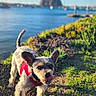 dog, small_dog, red_harness, grass, dirt, waterfront, boats, blue_sky, clouds, rock_formation, sunlight, outdoor, pet, animal, tongue_out, ears_up, nature, daytime, playful, curious