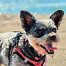 dog, beach, sand, ocean, sunny, harness, pet, canine, outdoor, animal, tongue_out, ears, water, leash, happy, nature, daylight, fur, smiling, playful