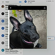 Remi joined the competition — help win amazing prizes! attentive, black_dog, brown_eyes, close_up, concrete, cute, dog, ears, email_app_background, front_view, leaf, looking_up, nose, outdoor, pavement, pet, pink_collar, portrait, screenshot, sitting
