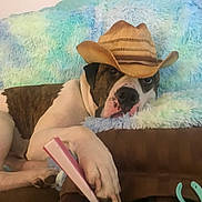 Odin is registered to the contest to win money with this photo: animal, black, brown, canine, comfortable, couch, cowboy_hat, dog, domestic, fluffy_blanket, headwear, indoor, lazy, pastel_colors, paw, pet, relaxed, remote_control, resting, white