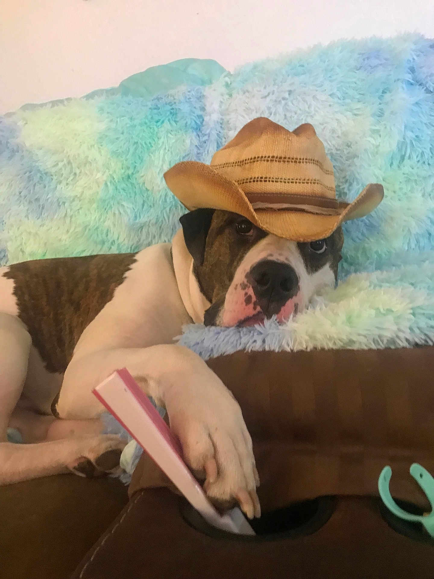 Odin is registered to the contest to win money with this photo: animal, black, brown, canine, comfortable, couch, cowboy_hat, dog, domestic, fluffy_blanket, headwear, indoor, lazy, pastel_colors, paw, pet, relaxed, remote_control, resting, white