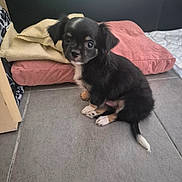 Baïko participe au concours pour gagner de l'argent avec cette photo : puppy, dog, black, tan, small, cute, floor, tile, cushion, blanket, indoor, pet, young, sitting, fur, animal, companion, adorable, looking, curious