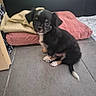 puppy, dog, black, tan, small, cute, floor, tile, cushion, blanket, indoor, pet, young, sitting, fur, animal, companion, adorable, looking, curious