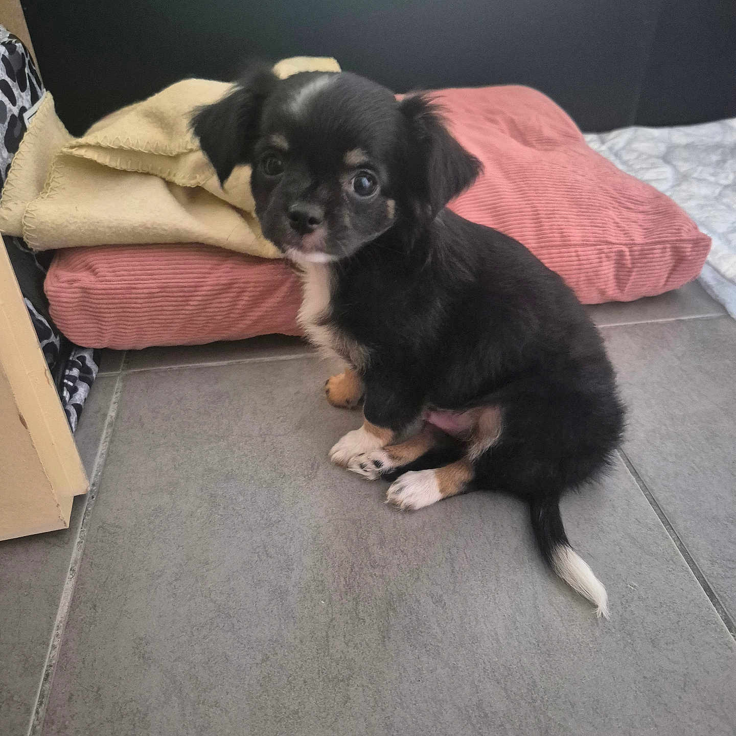 Baïko participe au concours pour gagner de l'argent avec cette photo : puppy, dog, black, tan, small, cute, floor, tile, cushion, blanket, indoor, pet, young, sitting, fur, animal, companion, adorable, looking, curious