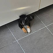 Baïko participe au concours pour gagner de l'argent avec cette photo : animal, black, brown, cabinet, curious, cute, dog, floor, home, indoor, paw, peeking, pet, puppy, resting, shadow, small, tile, white, young