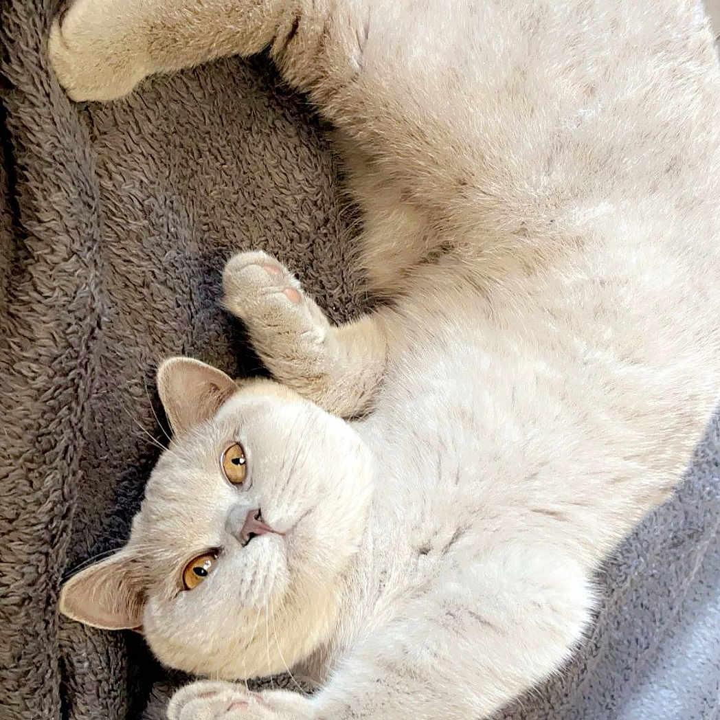 Topaze a rejoint le concours — aidez-le/la à gagner de superbes lots ! abyssinian, angora, animal, blanket, cat, clothing, couch, cushion, electronics, furniture, glove, hardware, homedecor, kitten, manx, person, pet, plush, siamese, sleeping