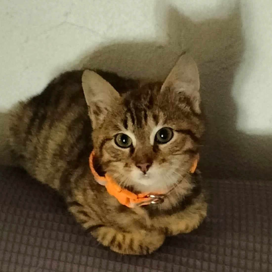 Ryuk a rejoint le concours — aidez-le/la à gagner de superbes lots ! cat, kitten, tabby, orange_collar, pet, animal, feline, indoor, shadow, cute, whiskers, ears, fur, small, domestic_animal, looking, sitting, curious, young, portrait