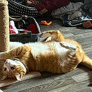Tito joined the competition — help win amazing prizes! cat, clothes, cute, domestic_cat, floor, home, indoor, lying_down, orange_cat, orange_fur, paw, pet, pet_bed, pet_toys, playful, relaxed, scratching_post, whiskers, white_fur, wooden_floor