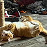cat, clothes, cute, domestic_cat, floor, home, indoor, lying_down, orange_cat, orange_fur, paw, pet, pet_bed, pet_toys, playful, relaxed, scratching_post, whiskers, white_fur, wooden_floor