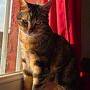 Deanerys participe au concours pour gagner de l'argent avec cette photo : cat, tabby, windowsill, sunlight, red_curtain, indoor, pet, animal, feline, sitting, daylight, shadow, fur, window, home, cozy, relaxed, portrait, domestic, whiskers