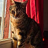 cat, tabby, windowsill, sunlight, red_curtain, indoor, pet, animal, feline, sitting, daylight, shadow, fur, window, home, cozy, relaxed, portrait, domestic, whiskers
