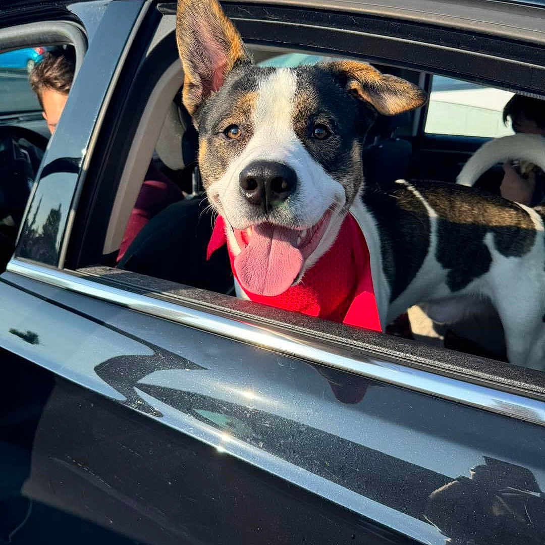 Moose is registered to the contest to win money with this photo: animal, black_car, canine, car, daytime, dog, ears_up, happy, inside_car, outdoor, people, pet, portrait, red_bandana, reflection, smiling, sunlight, tongue_out, vehicle, window