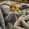 kitten, cat, blanket, cozy, furry, cute, pet, animal, snuggled, soft, resting, indoor, fur, young, comfort, sleepy, warm, texture, gray, small
