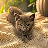 animal, blanket, cat, cozy, cute, ears, eyes, fur, gray_cat, indoor, kitten, knitted_blanket, pet, plant, pumpkin, relaxed, resting, small_animal, soft_focus, warm_light