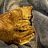 cat, kitten, sleeping, fur, orange_cat, pet, animal, cozy, blanket, soft_texture, paw, cute, resting, feline, closeup, warm, indoors, comfort, peaceful, relaxation