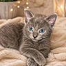 animal, blue_eyes, closeup, cozy, cute, cute_pet, domestic_cat, feline, furry, gray_cat, indoor, kitten, pet, portrait, relaxed, resting, small_animal, soft_blanket, warm_lighting, whiskers