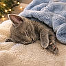 animal, blanket, blurred_background, closeup, comfort, cozy, cute, fairy_lights, feline, fur, gray_cat, indoor, kitten, nap, paw, pet, resting, sleeping, soft_texture, warm_lighting