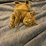 Tink Tink joined the competition — help win amazing prizes! animal, blanket, cat, cozy, curious, cute, ears, feline, fluffy, fur, indoors, kitten, lying_down, paws, pet, relaxed, small, soft, whiskers, young