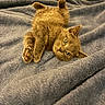 animal, blanket, cat, cozy, curious, cute, ears, feline, fluffy, fur, indoors, kitten, lying_down, paws, pet, relaxed, small, soft, whiskers, young