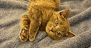 Tink Tink joined the competition — help win amazing prizes! animal, blanket, cat, cozy, cute, domestic_cat, ears, eyes, fur, furry, indoor, kitten, lying_down, paws, pet, portrait, relaxed, soft, whiskers, young