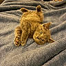 kitten, cat, animal, pet, furry, cute, lying_down, blanket, soft, cozy, indoor, fur, paws, relaxed, young, domestic_cat, portrait, whiskers, ears, eyes