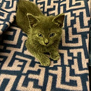 Tink Tink joined the competition — help win amazing prizes! kitten, cat, gray_fur, animal, pet, cute, feline, indoor, blanket, pattern, texture, soft, resting, looking_up, young, whiskers, ears, claws, fur, domestic_animal