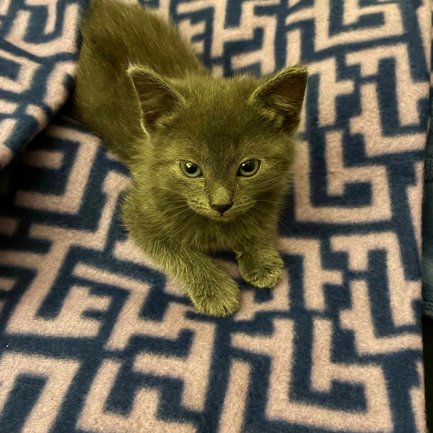 Tink Tink joined the competition — help win amazing prizes! kitten, cat, gray_fur, animal, pet, cute, feline, indoor, blanket, pattern, texture, soft, resting, looking_up, young, whiskers, ears, claws, fur, domestic_animal