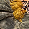 cat, sleeping, orange_cat, fur, cozy, blanket, plush, soft_texture, close_up, resting, peaceful, indoor, pet, animal, comfort, warm, feline, cute, relaxation, snuggle