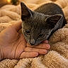 Tink Tink is registered to the contest to win money with this photo: animal, bedroom, blanket, calm, cat, closeup, comfort, cozy, cute, feline, fingers, furry, hand, indoor, kitten, pet, resting, sleepy, soft, warm_lighting