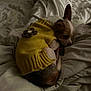 dog, small_dog, yellow_sweater, knitted_flower, bed, blanket, rumpled_bed, cozy, sleeping, indoor, pet, fur, resting, cute, warm, comfort, animal, canine, soft_lighting, relaxation