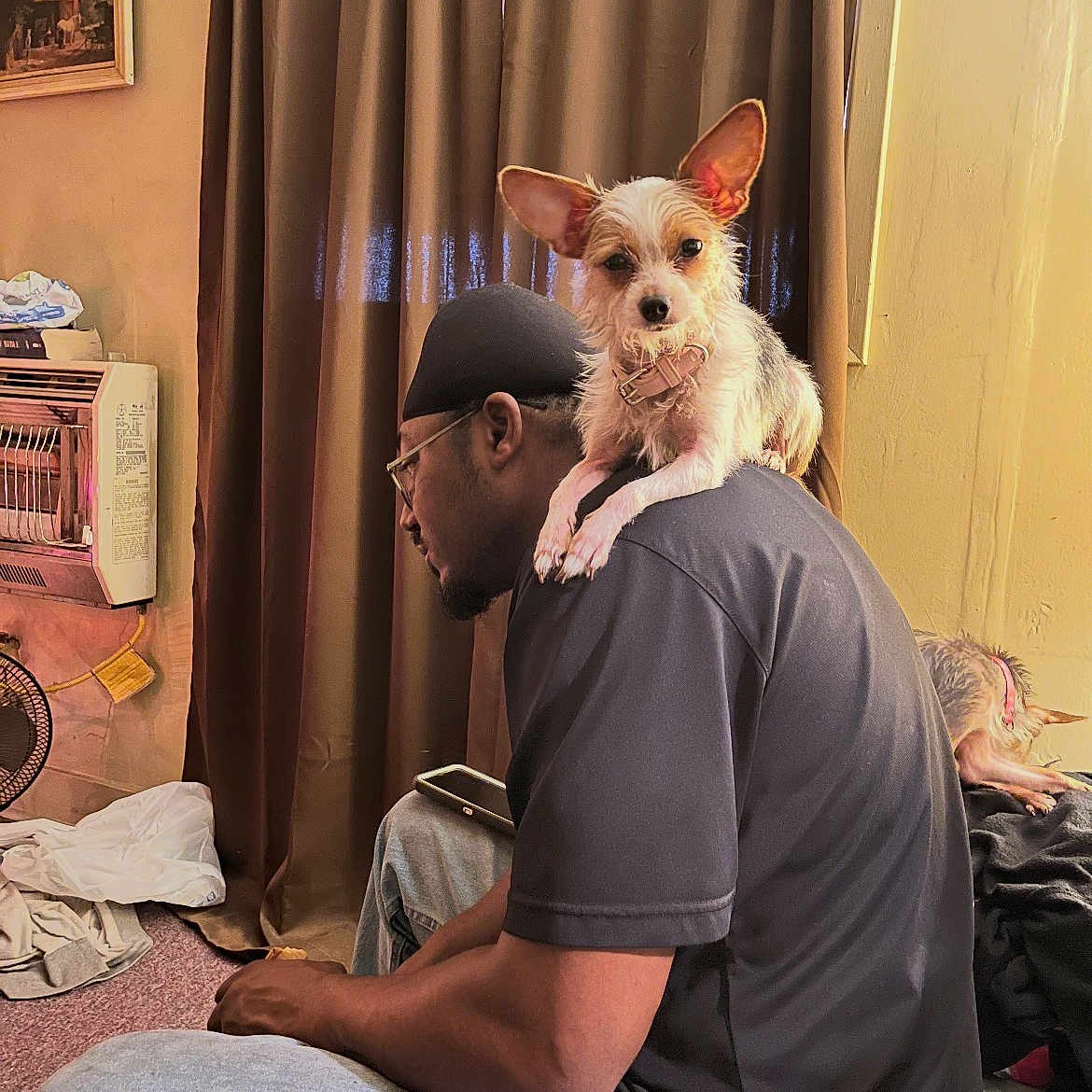 Willow is registered to the contest to win money with this photo: brown_curtains, carpet, casual_clothing, curtains, dog, fan, furniture, glasses, headwear, home, indoor, light, man, pet, phone, relaxed, shoulder, sitting, small_dog, wall