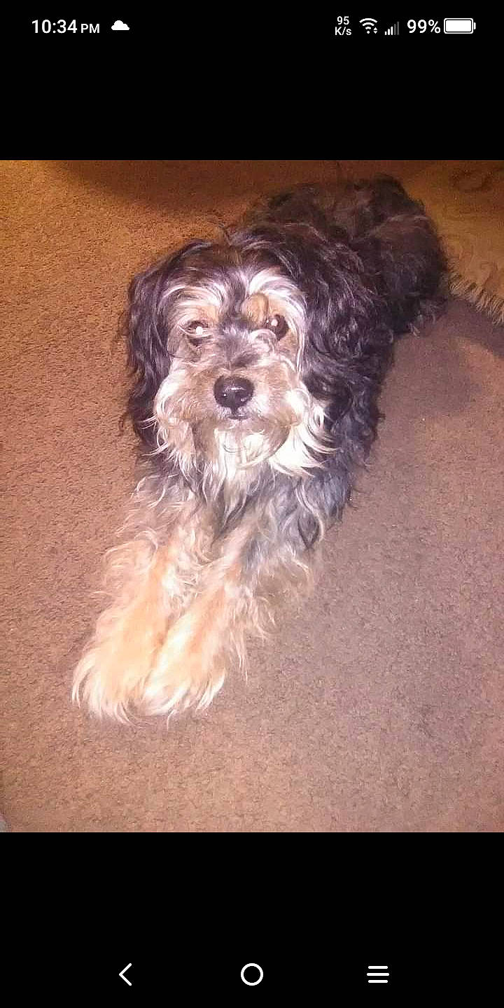 Kodiak is registered to the contest to win money with this photo: canidae, carnivore, companion_dog, dog, dog_breed, fur, liver, maltepoo, small_terrier, snout, sporting_group, terrier, toy_dog, water_dog, working_animal, yorkipoo