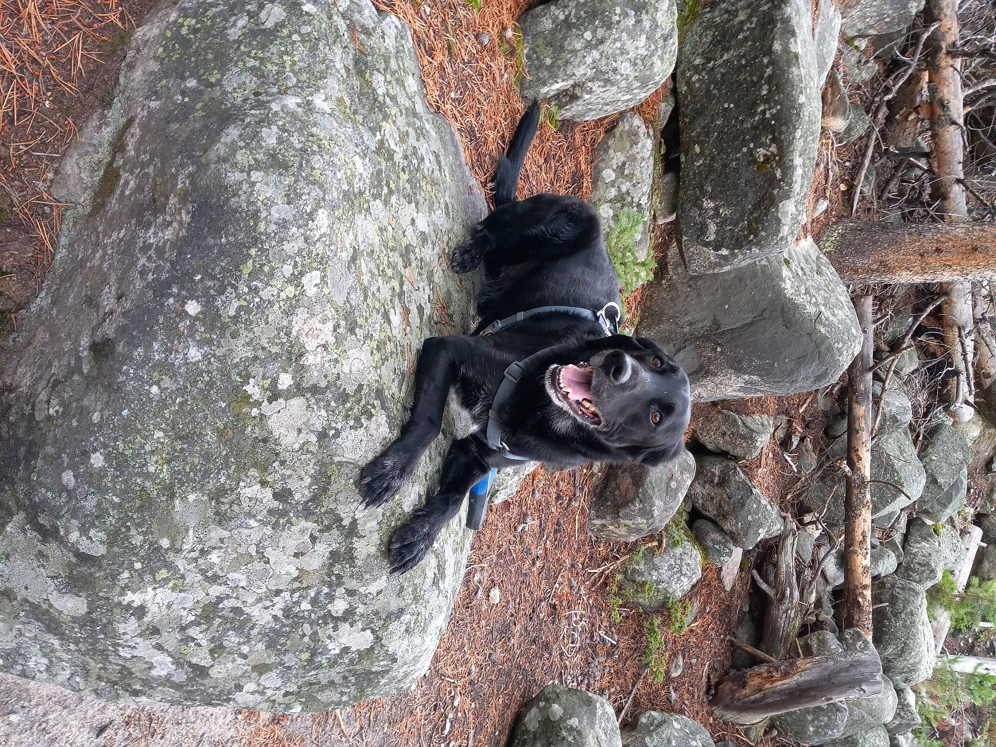 Capone joined the competition — help win amazing prizes! adventure, bedrock, hat, jungle, outcrop, paintball_marker, plant, recreation, rock, rock_climbing_equipment, terrestrial_animal, tree, trunk, wood, working_animal