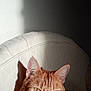 Brioche participe au concours pour gagner de l'argent avec cette photo : cat, ginger_cat, sunlight, shadow, cushion, white, texture, indoor, pet, feline, closeup, relaxing, cozy, whiskers, ears, fur, portrait, animal, home, resting