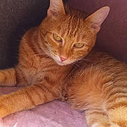 Brioche a rejoint le concours — aidez-le/la à gagner de superbes lots ! cat, ginger_cat, tabby, pet, feline, animal, resting, indoor, cozy, soft_texture, cushion, warm_light, whiskers, ears, eyes, fur, relaxed, cute, sleepy, nest