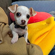 Zeus joined the competition — help win amazing prizes! puppy, dog, bow_tie, blanket, couch, indoor, cute, small_dog, pet, fur, animal, face, ears, nose, paws, domestic_animal, cozy, resting, young, companion