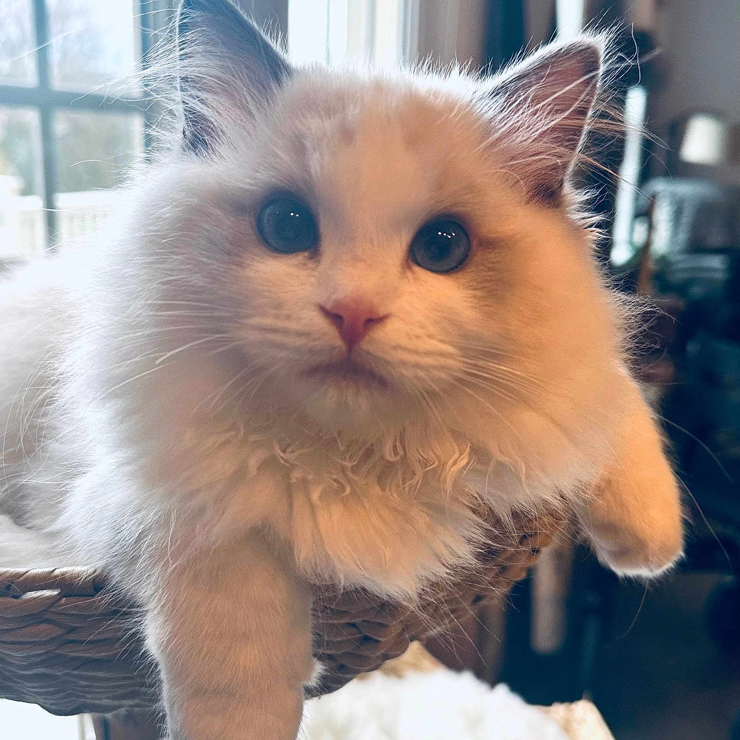 Toby joined the competition — help win amazing prizes! cat, kitten, fluffy, basket, indoor, window, curious, pet, animal, cute, fur, whiskers, ears, closeup, portrait, feline, soft_light, domestic, relaxed, young