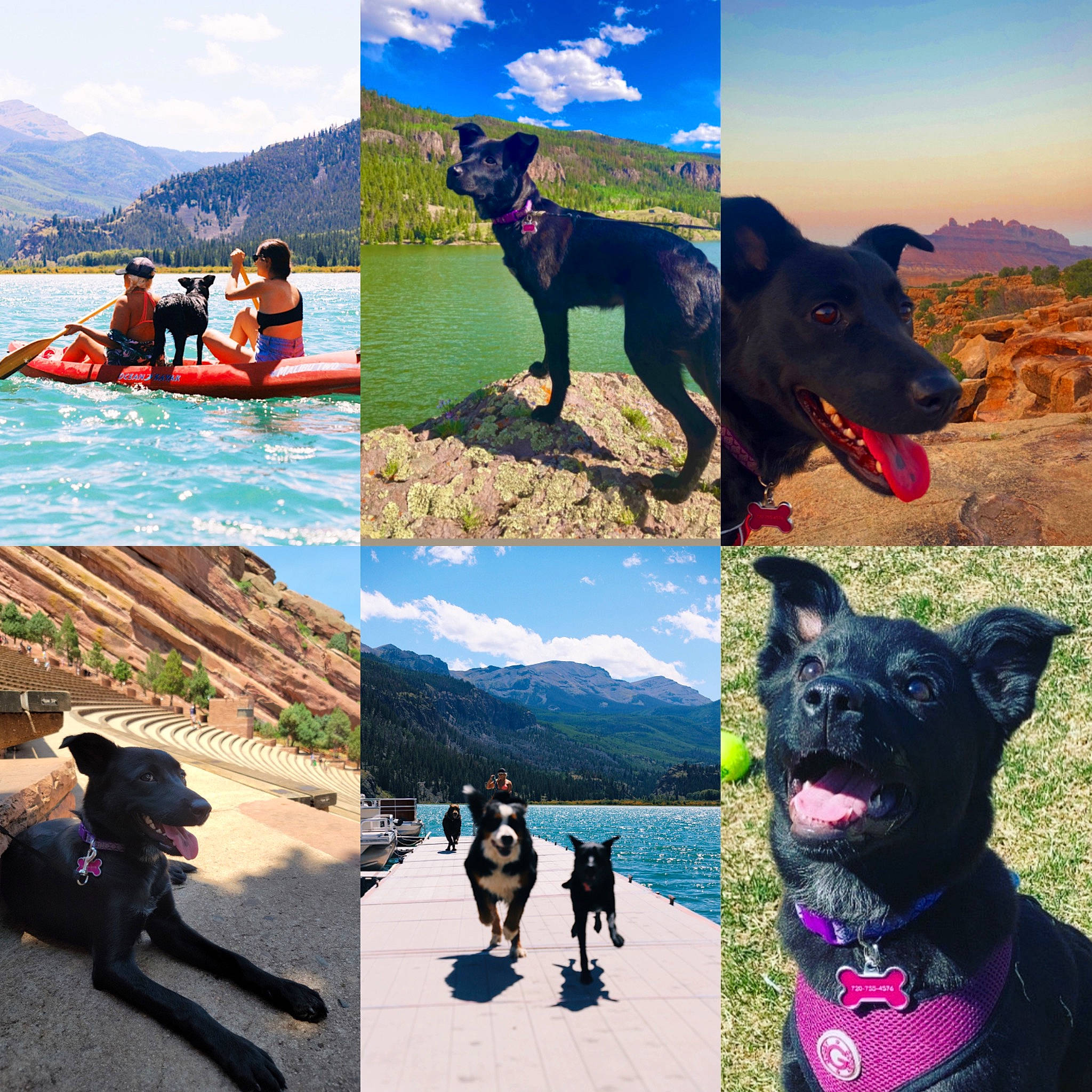 Mishka joined the competition — help win amazing prizes! blue, carnivore, cloud, dog, dog_breed, green, happy, landscape, leisure, mammal, mountain, mountainous_landforms, natural_landscape, photograph, recreation, sky, summer, travel, vertebrate, working_animal