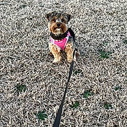 Pickles is registered to the contest to win money with this photo: animal, black_fur, brown_fur, cute, dog, dry_grass, ears, eyes, face, front_legs, grass, leash, nature, outdoor, pet, pink_harness, sitting, small_dog, snout, waiting